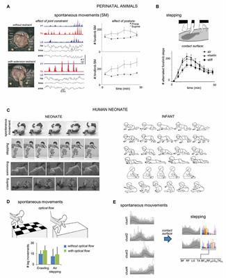 Development of Locomotor-Related Movements in Early Infancy